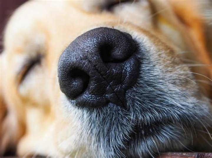 Why is my dog losing hair on his nose?