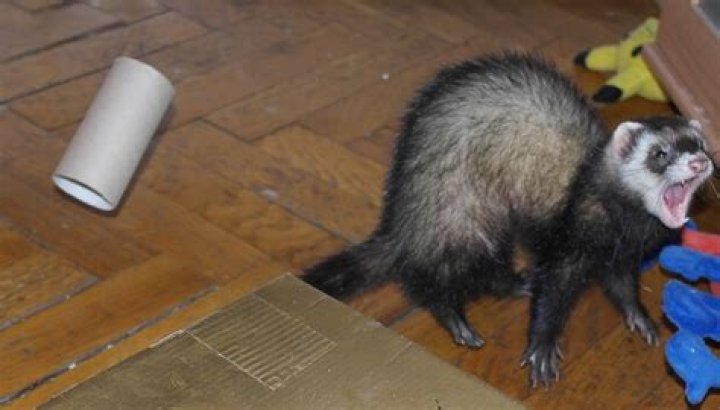 Why is my ferret being aggressive?