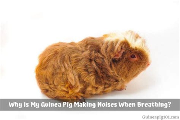 Why is my guinea pig making a deep noise?