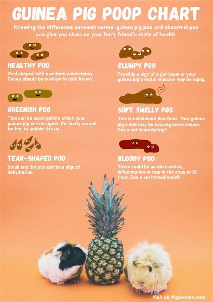 Why is my guinea pigs pee yellow?