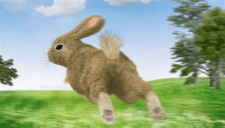 Why is my rabbit running really fast?