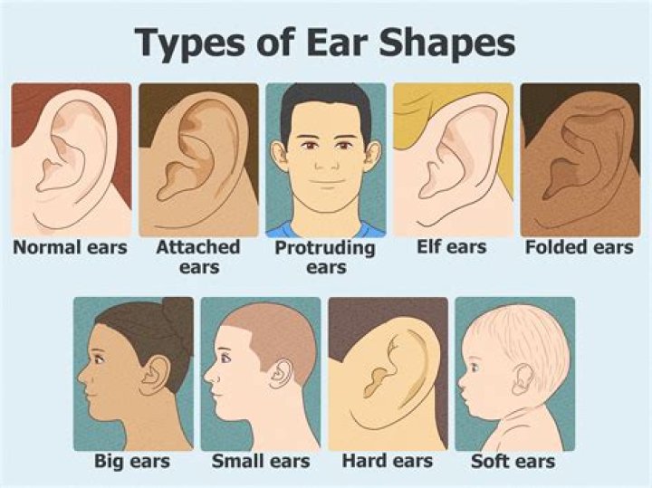 Why is one ear higher than the other?