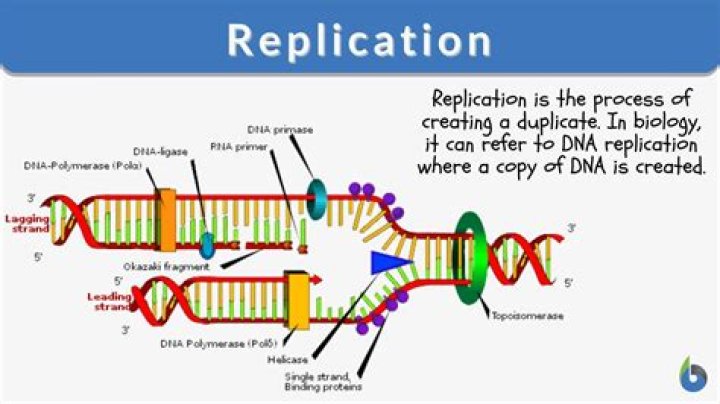 Why is replication of a research study important?