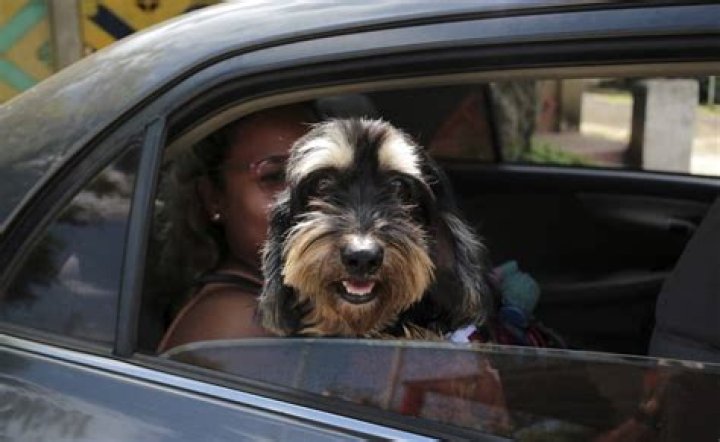 Why is Saint Lazarus dog?