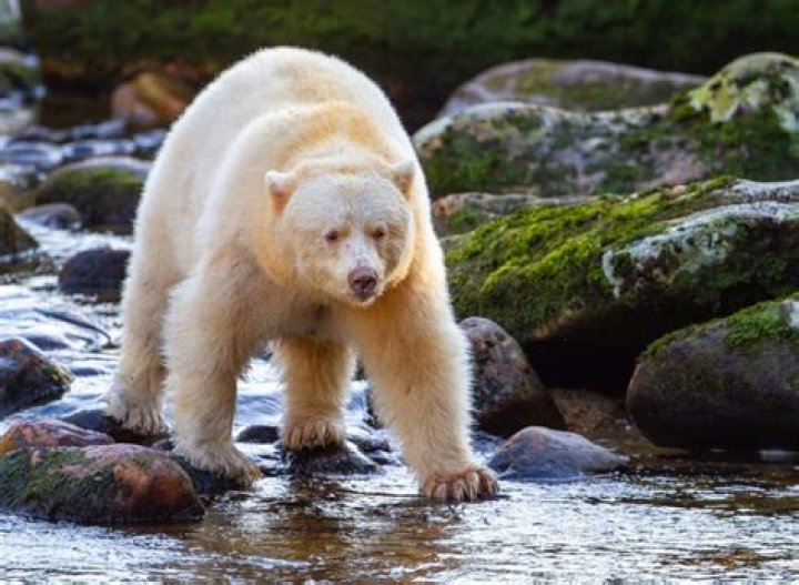Why is Spirit Bear important?