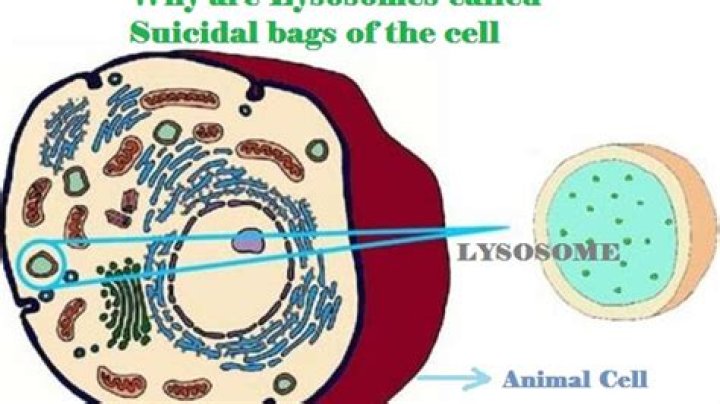 Why is the lysosomes called as suicidal bags demolition squads scavenger of the cell?