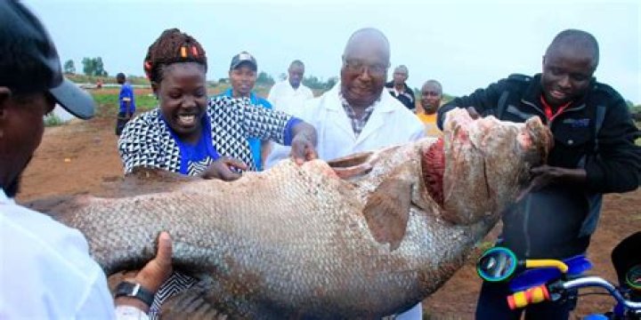 Why is the Nile perch bad?