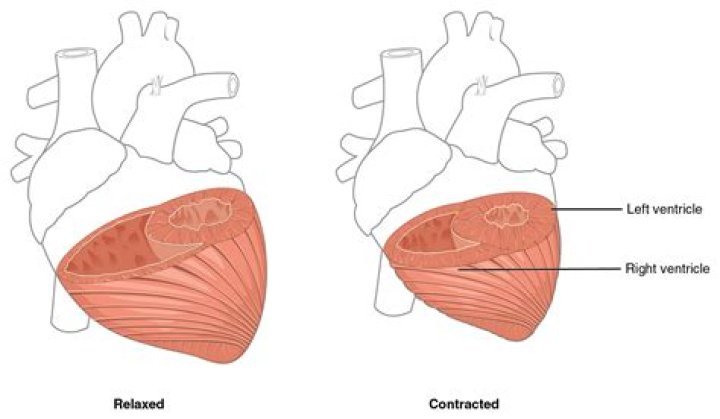 Why is the right ventricle bigger?