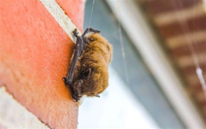 Why is there a bat on my porch?
