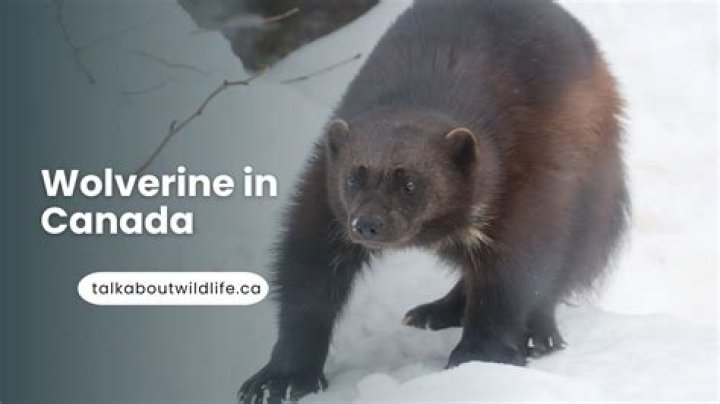 Why is Wolverine Canadian?