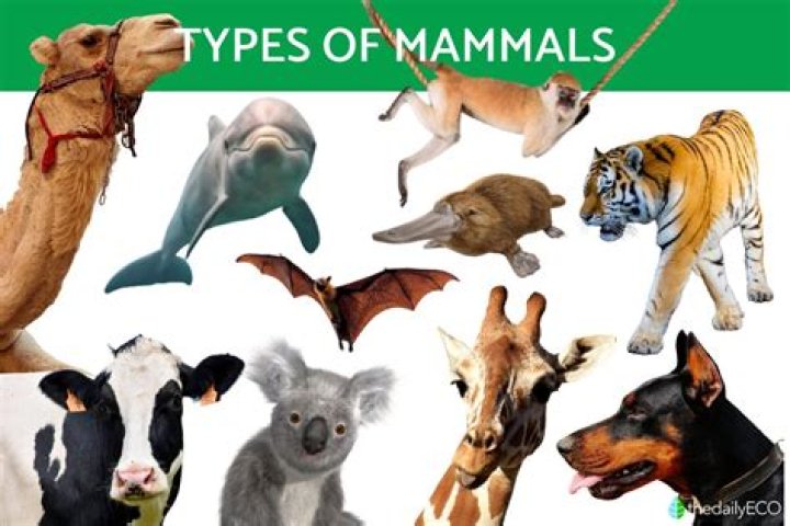 Why mammals are called mammals?