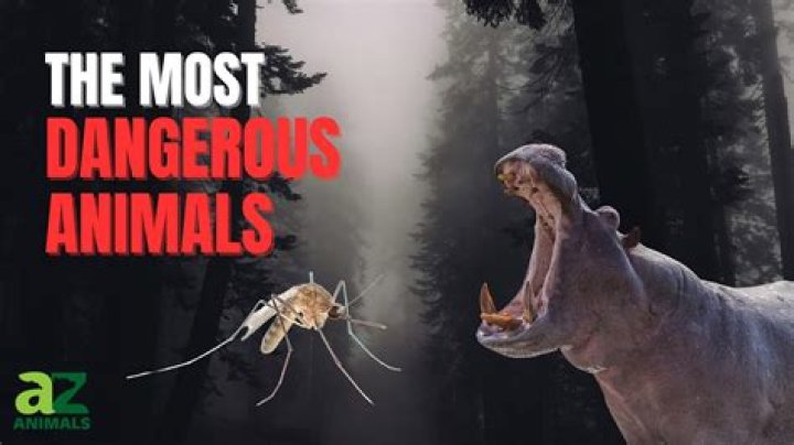Why moth is dangerous?