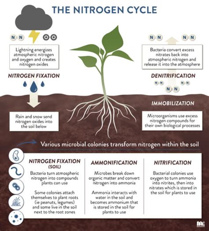 Why Nitrogen is necessary for safety of life on Earth?