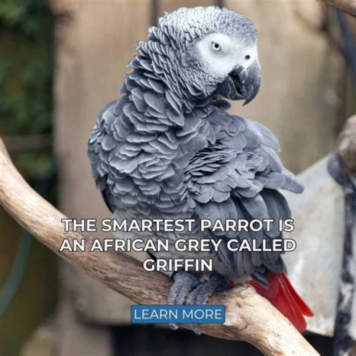 Why parrots are intelligent?