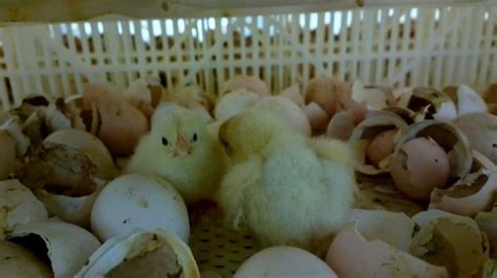 Why the egg industry is bad?