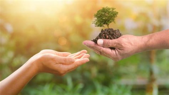 Why there is need of conservation of trees?
