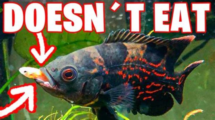 Why won't my Oscar fish eat?