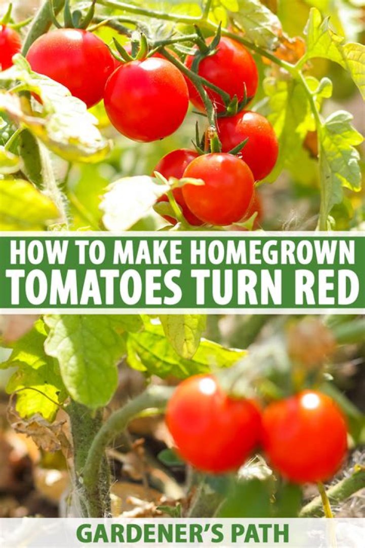 Why won't my tomatoes turn red on the vine?