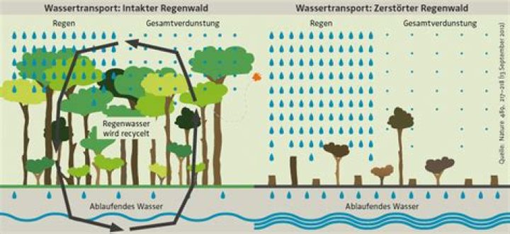 Wie funktioniert der Wasserkreislauf im tropischen Regenwald?