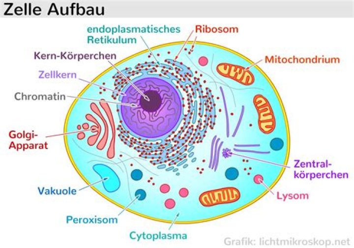 Wie ist der Aufbau einer Zelle?
