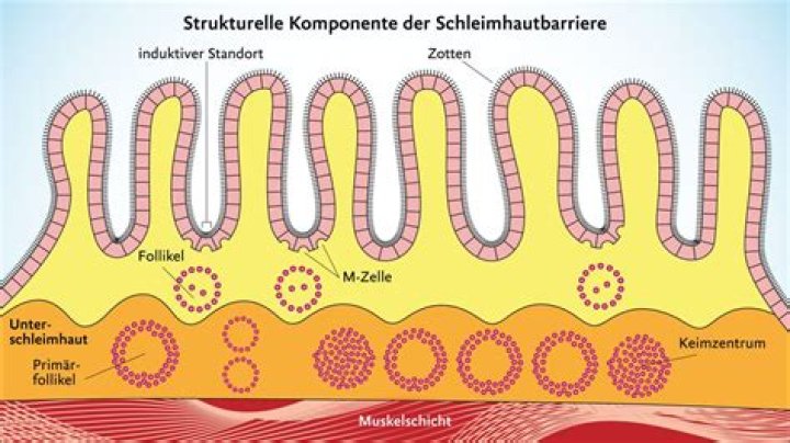 Wie oft erneuert sich die Darmschleimhaut beim Hund?