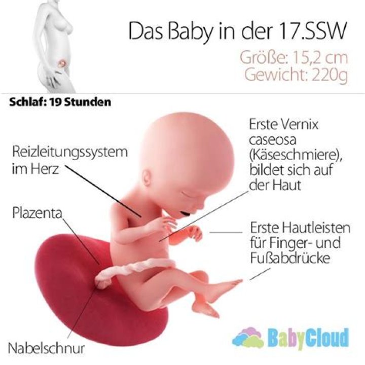 Wie sehen Babys in der 17 SSW aus?