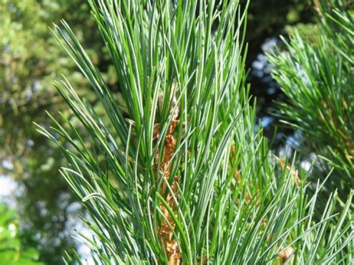 Wie sieht ein Kiefer Baum aus?