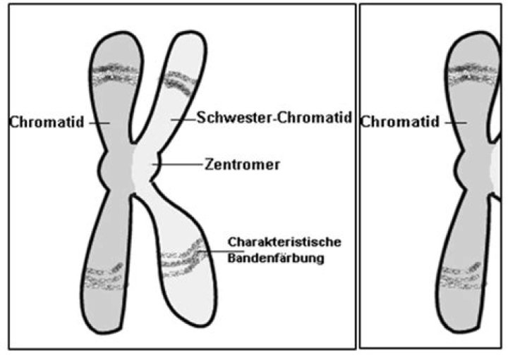 Wie viele chromatiden hat ein Chromosom vor und nach der Teilung?