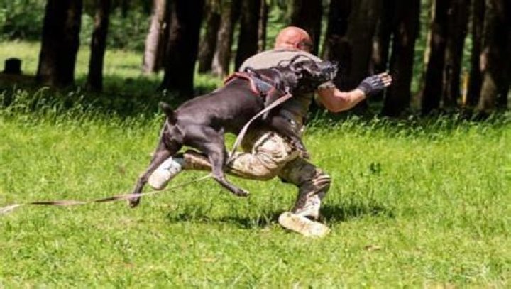 Will a Cane Corso attack an intruder?