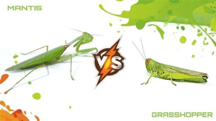 Will a praying mantis kill a grasshopper?