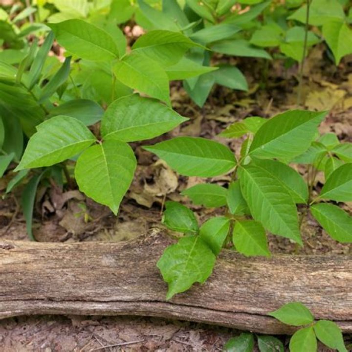 Will alcohol wipes kill poison ivy?