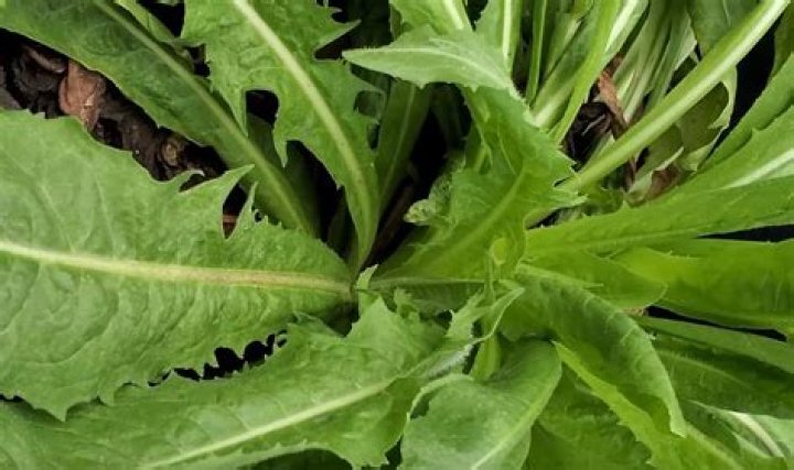 Will chicory grow in wet soil?