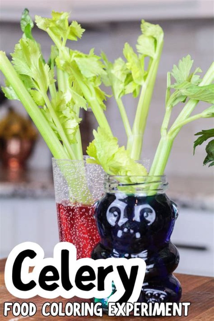Will daisies absorb food coloring?