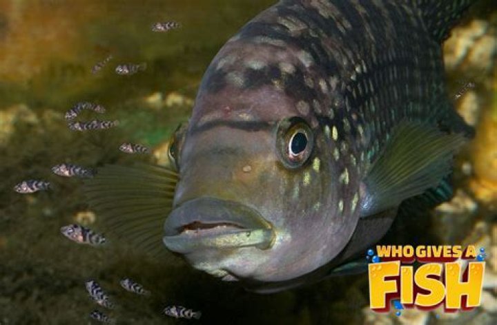 Will Jack Dempsey eat feeder fish?