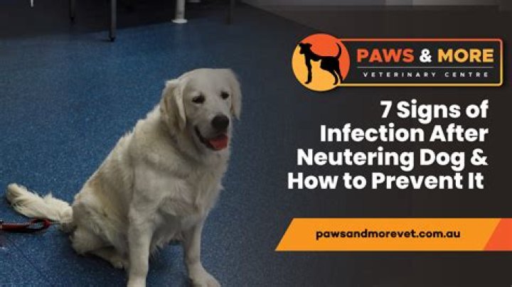 Will male dogs stop fighting after being neutered?