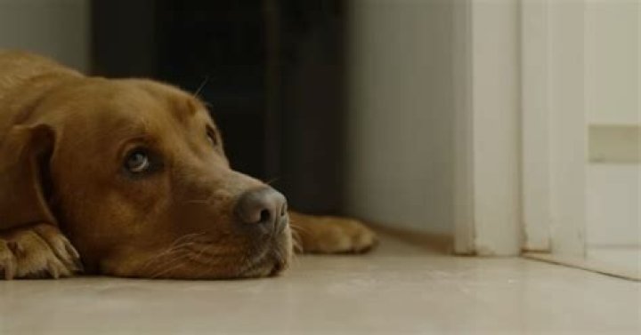 Will my dog be okay being boarded?