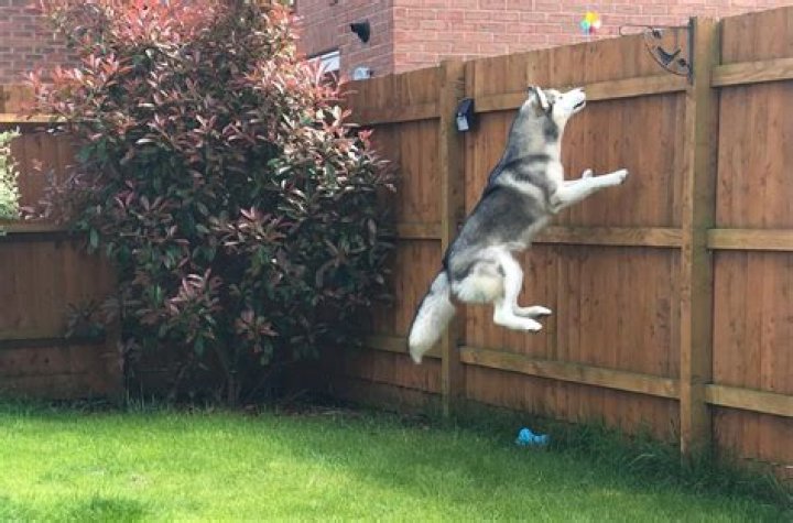 Will my husky jump my fence?