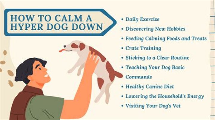 Will my hyper dog ever calm down?