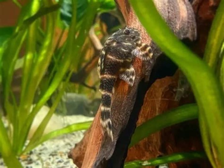 Will my plecostomus eat other fish?