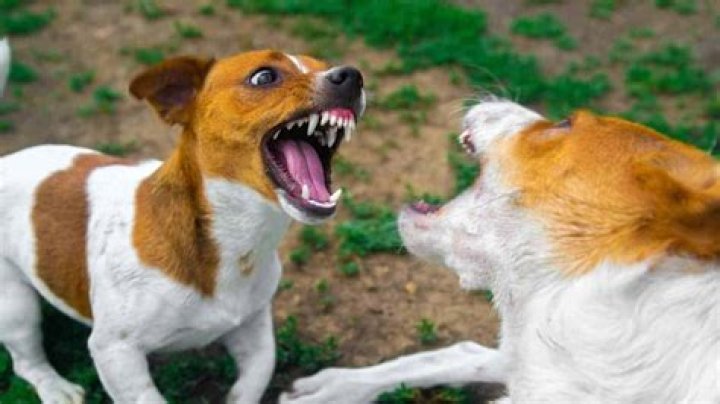 Will neutering my dogs stop them from fighting?