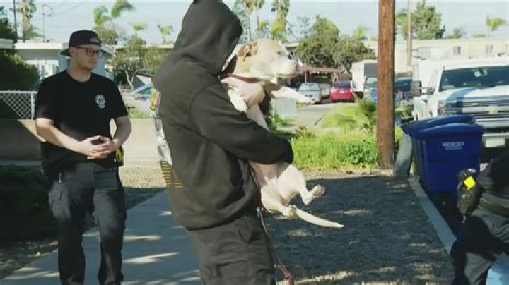 Will pitbulls attack children?