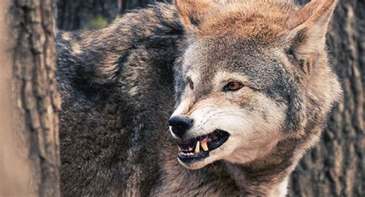 Will wolves attack cats?