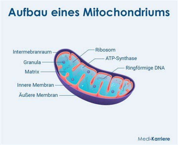 Wo ist die Zahl der Mitochondrien besonders hoch?